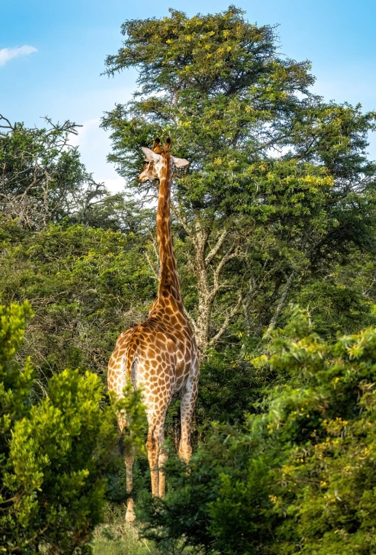 3-nights-amakhala-game-reserve-2