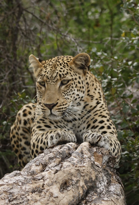 3-nights-simbavati-mvubu-cottage-3