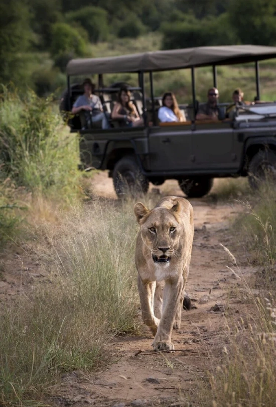4-nights-madikwe-safari-lodge-5