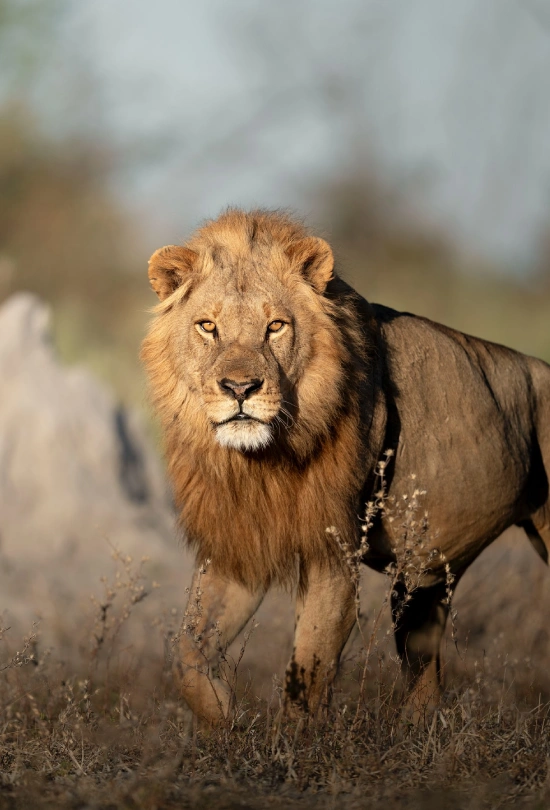 11-days-south-africa-victoria-falls-and-botswana-luxury-safari-14