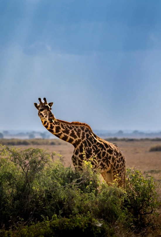 12-days-kenya-bush-and-beach-experience-12