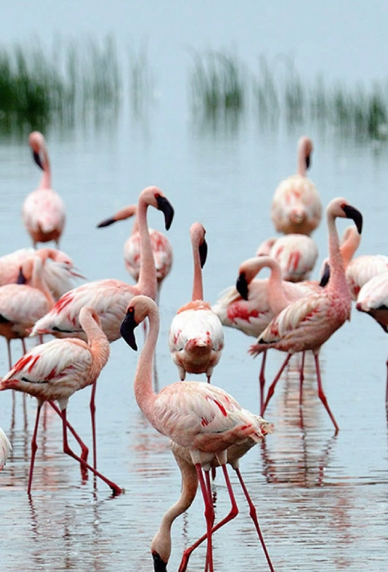 12-days-kenya-bush-and-beach-experience-14