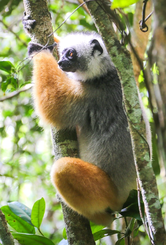 12-days-madagascar-and-mauritius-rainforest-to-island-escape-5