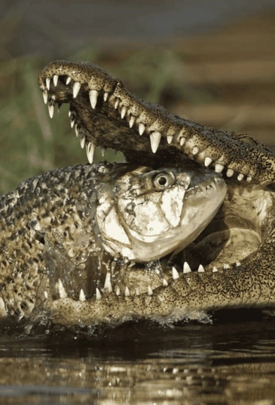 12-days-southern-africa-safari-adventure-7