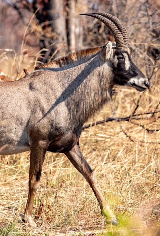 12-days-southern-africa-safari-adventure-8