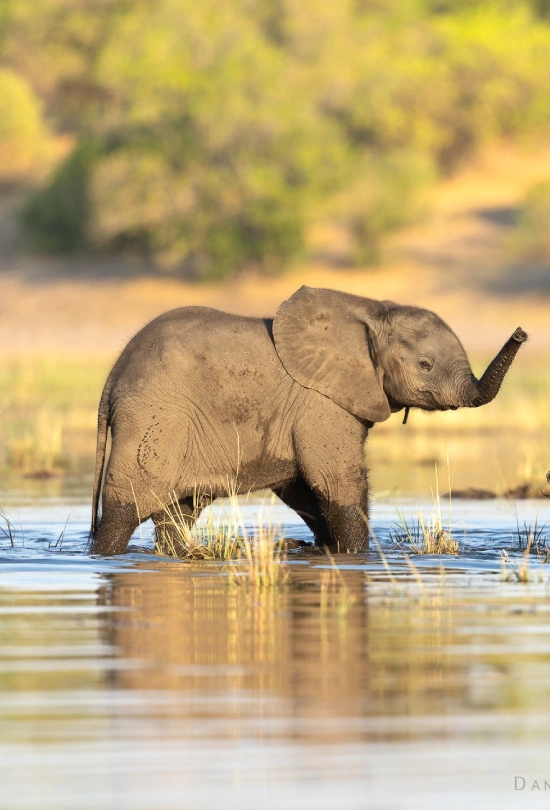 13-days-south-africa-holiday-safari-9