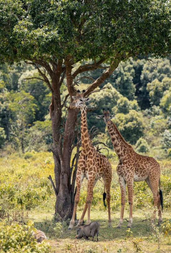 13-days-tanzania-safari-and-zanzibar-island-adventure-6