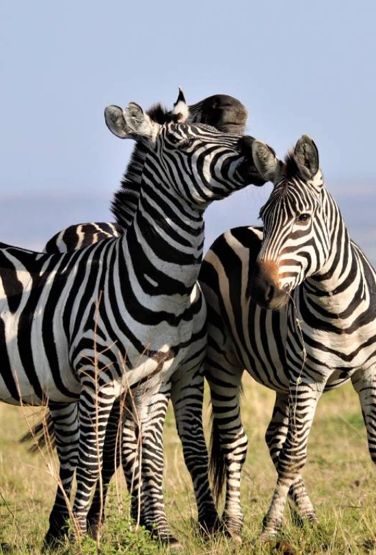 13-days-tanzania-safari-and-zanzibar-island-adventure-7