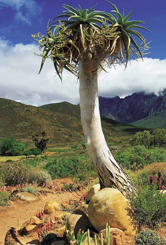 14-days-cape-town-garden-route-and-shamwari-safari-tour-5