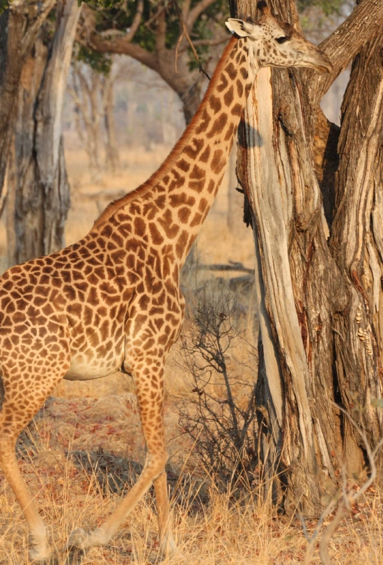 14-days-southern-africa-safari-adventure-5