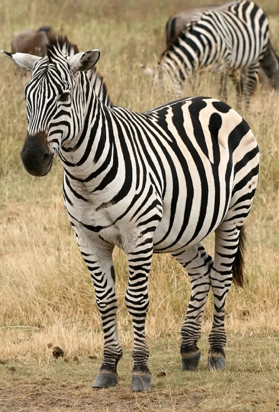 14-days-southern-africa-safari-adventure-6