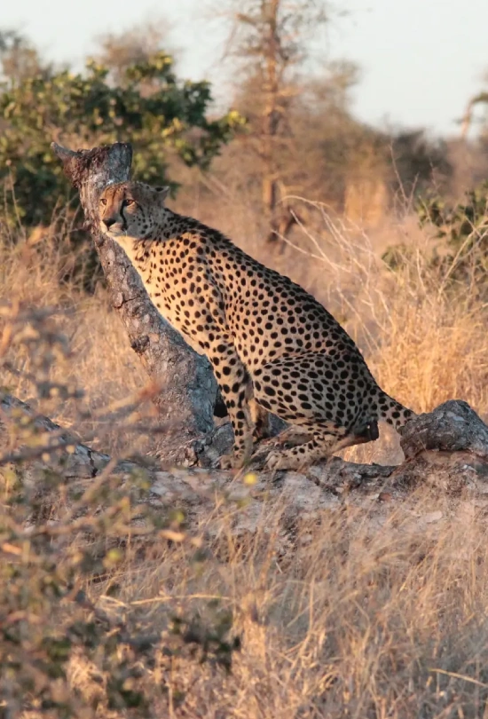 14-days-southern-africa-safari-adventure-8