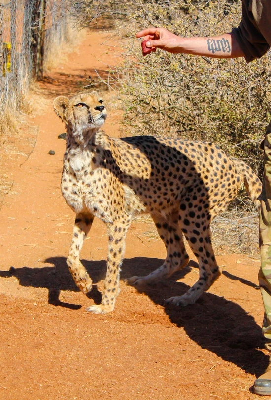 15-days-south-africa-and-namibia-safari-adventure-6