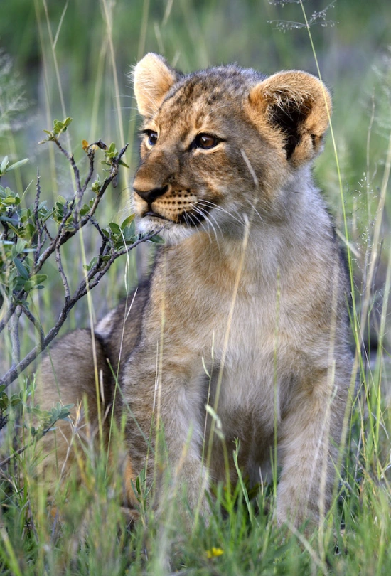 15-days-south-africa-and-namibia-safari-adventure-7