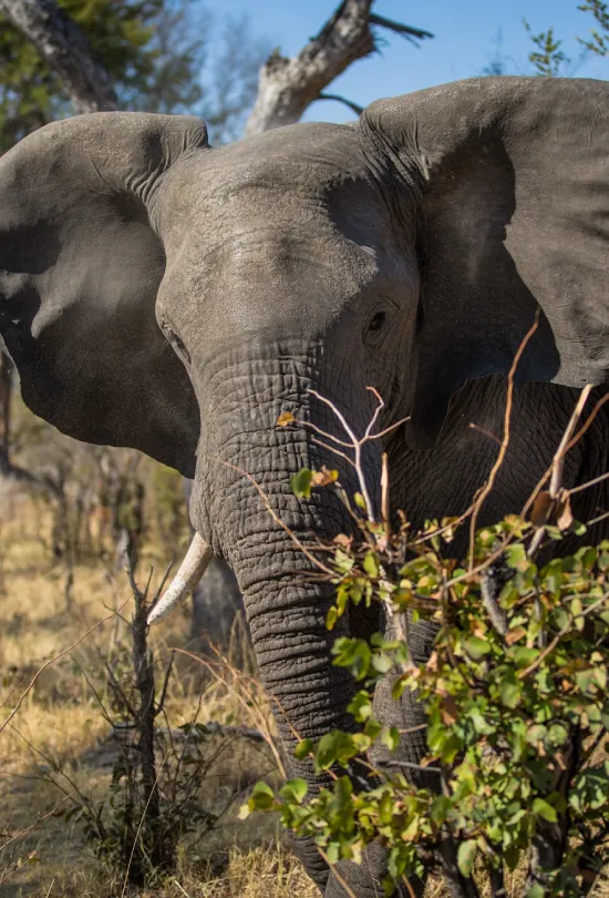 Exploring In Sa, Zimbabwe & Botswana Attractions