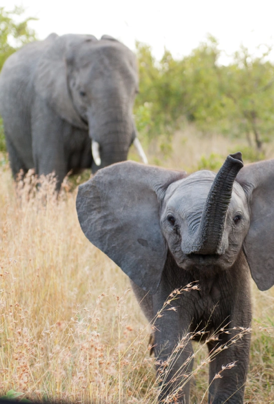 16-days-sa-zimbabwe-and-botswana-adventure-10