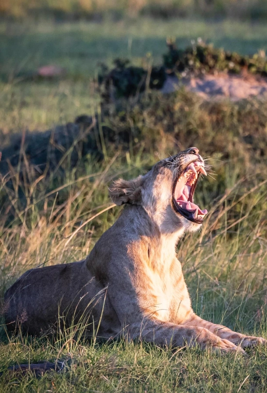 17-days-zimbabwe-botswana-and-mozambique-adventure-10