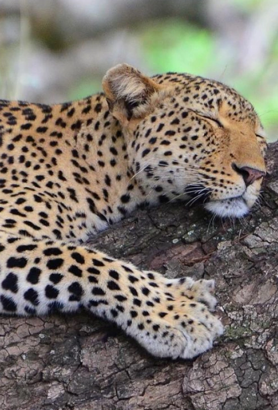 18-days-ultimate-south-africa-safari-10