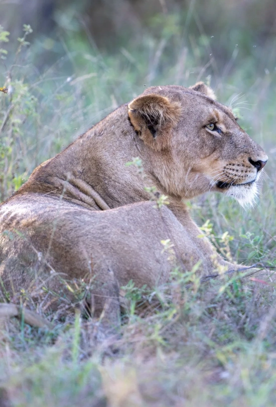 18-days-ultimate-south-africa-safari-7