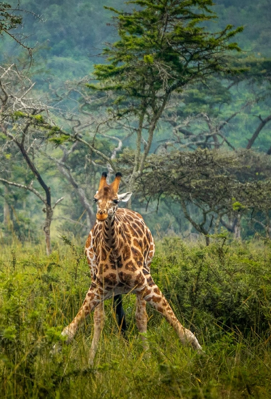 7-days-gorilla-trekking-experience-10