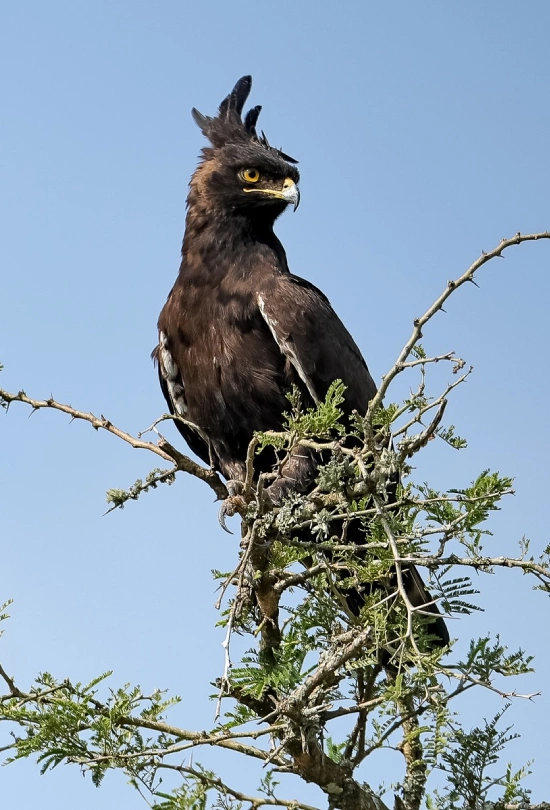 7-days-gorilla-trekking-experience-6