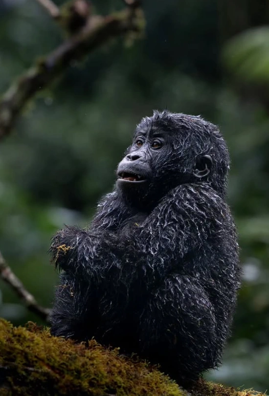 7-days-gorilla-trekking-experience-8