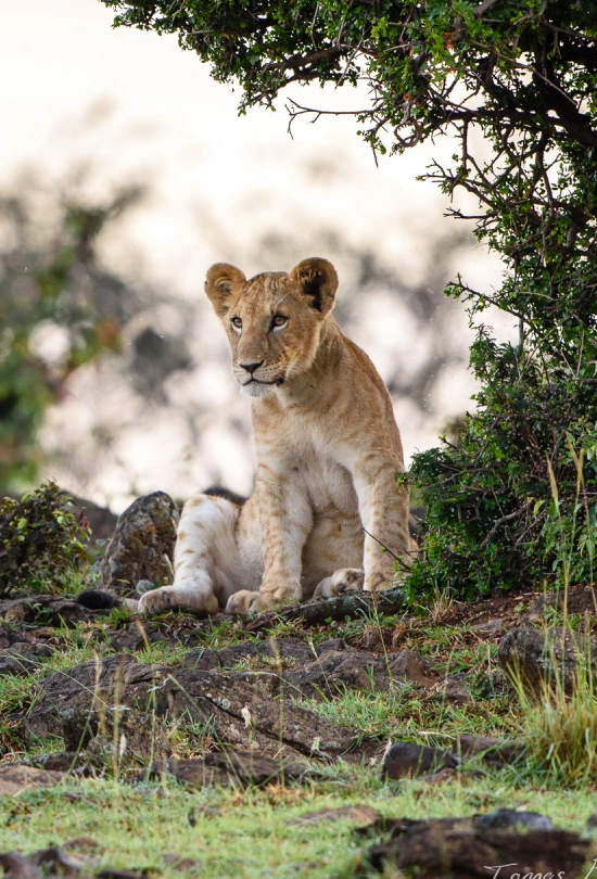 8-days-kenya-safari-in-style-6