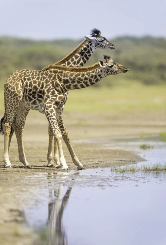 8-days-tanzania-safari-and-cultural-journey-8