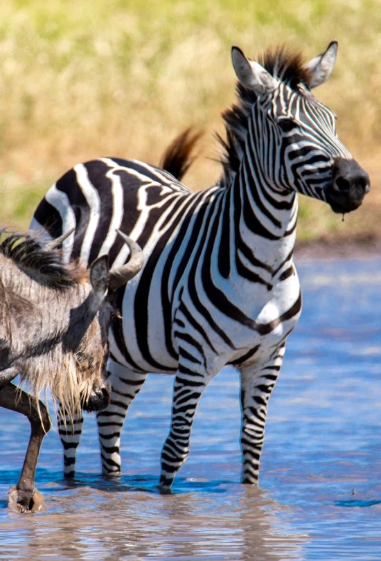 8-days-tanzania-safari-and-cultural-journey-9