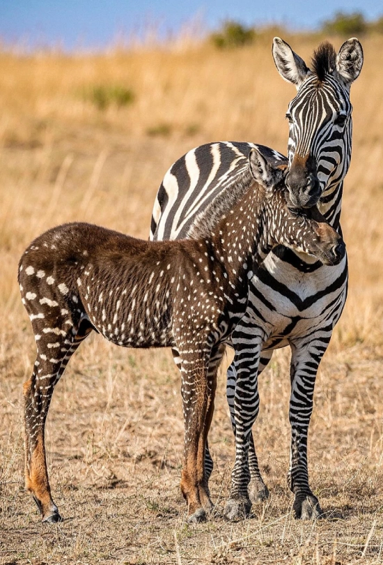 9-days-classic-kenya-safari-and-beach-escape-6