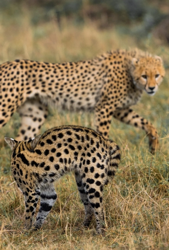 9-days-classic-kenya-safari-and-beach-escape-8