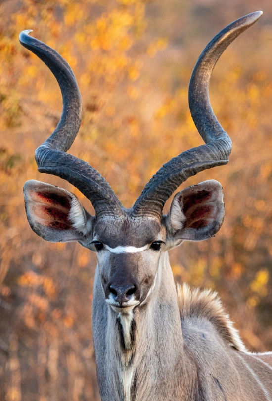 9-days-londolozi-varty-camp-and-lion-sands-signature-safari-7