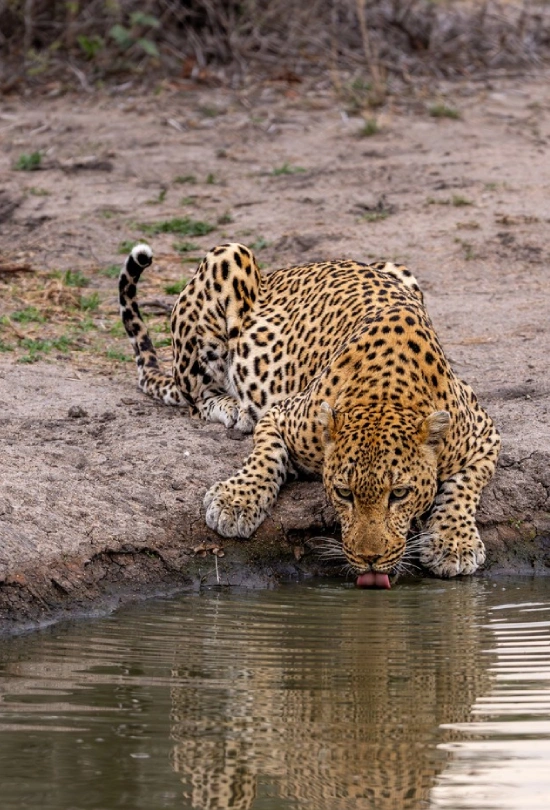9-days-londolozi-varty-camp-and-lion-sands-signature-safari-8