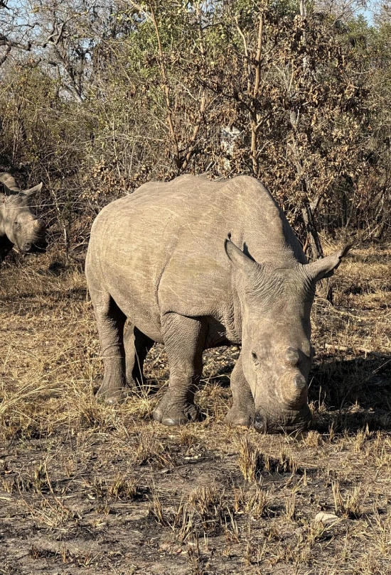 9-days-londolozi-varty-camp-and-lion-sands-signature-safari-9