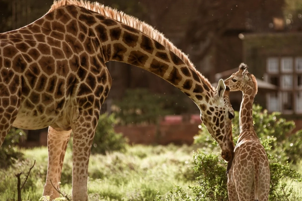 6-nights-of-authentic-safari-luxury-and-unique-wildlife-experiences-4